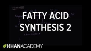 Fatty Acid Synthesis – Part II