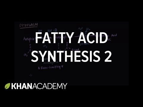 Fatty Acid Synthesis – Part II