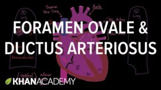 Foramen Ovale and Ductus Arteriosus – Fetal Blood Flow
