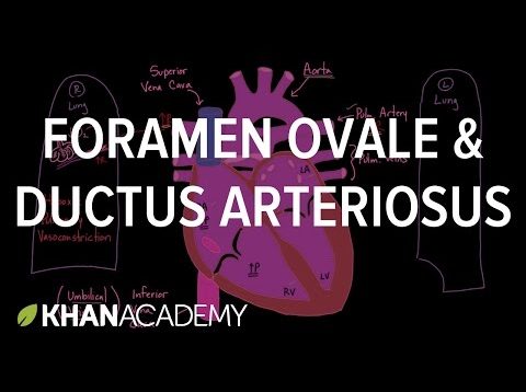 Foramen Ovale and Ductus Arteriosus – Fetal Blood Flow