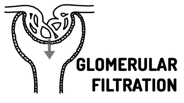 FUNCTION OF THE NEPHRON made easy!!