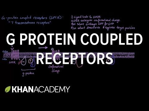 G Protein Coupled Receptors | Nervous system physiology | NCLEX-RN | Khan Academy