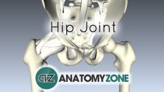 Hip Joint – 3D Anatomy Tutorial