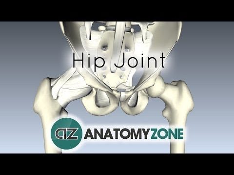 Hip Joint – 3D Anatomy Tutorial