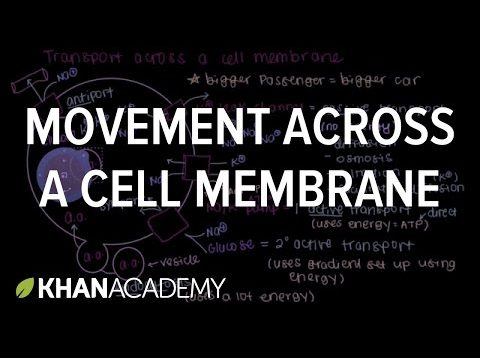 How do things move across a cell membrane? | Cells | MCAT | Khan Academy