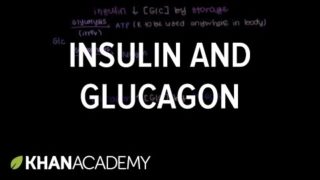 Insulin and glucagon | Chemical Processes | MCAT | Khan Academy