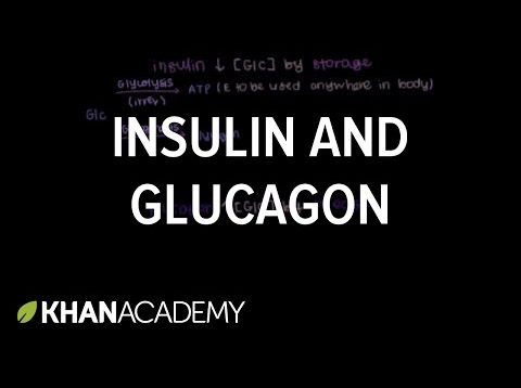 Insulin and glucagon | Chemical Processes | MCAT | Khan Academy