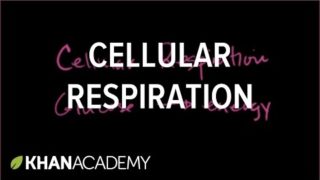 Introduction to cellular respiration | Cellular respiration | Biology | Khan Academy