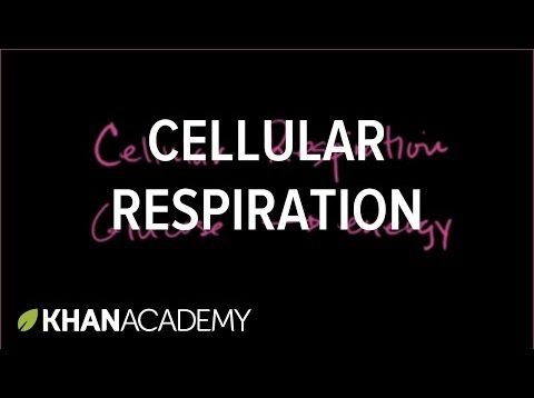 Introduction to cellular respiration | Cellular respiration | Biology | Khan Academy