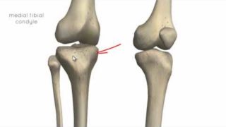 Knee Joint – Part 1 – 3D Anatomy Tutorial