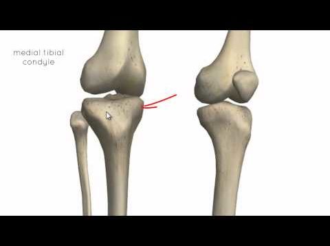 Knee Joint – Part 1 – 3D Anatomy Tutorial