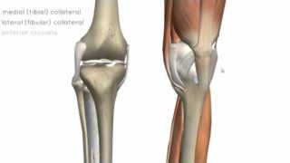 Knee Joint – Part 2 – 3D Anatomy Tutorial