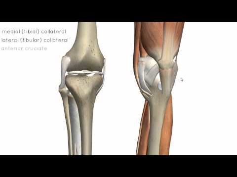 Knee Joint – Part 2 – 3D Anatomy Tutorial