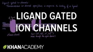 Ligand Gated Ion Channels | Nervous system physiology | NCLEX-RN | Khan Academy