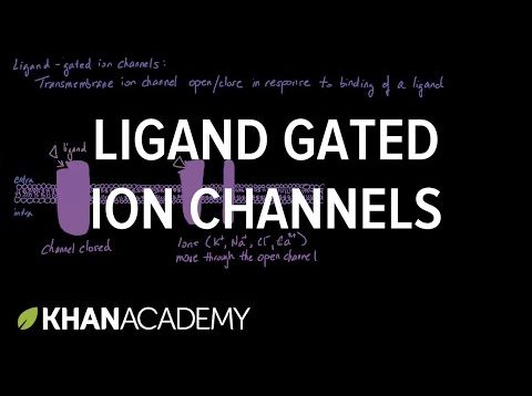 Ligand Gated Ion Channels | Nervous system physiology | NCLEX-RN | Khan Academy