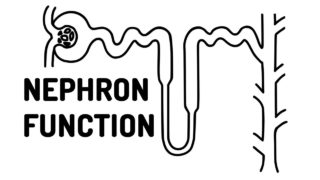 LOOP OF HENLE explained!!