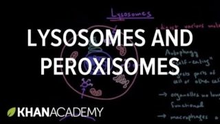 Lysosomes and peroxisomes | Cells | MCAT | Khan Academy