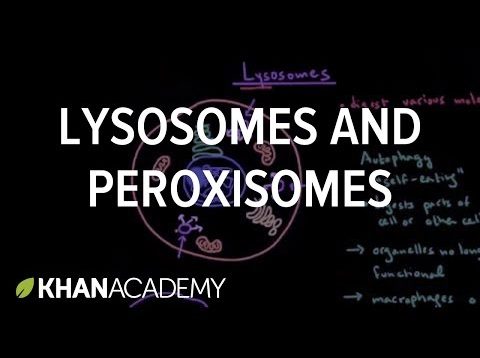 Lysosomes and peroxisomes | Cells | MCAT | Khan Academy