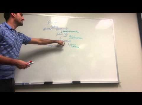 Made Simple:  Glycogen Synthesis, Breakdown, and Storage diseases!