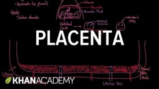 Meet the placenta! | Reproductive system physiology | NCLEX-RN | Khan Academy