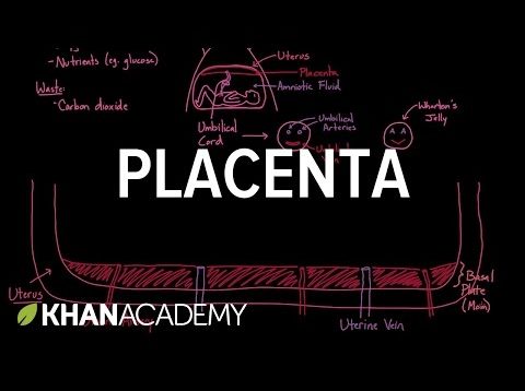 Meet the placenta! | Reproductive system physiology | NCLEX-RN | Khan Academy
