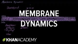 Membrane dynamics | Cells | MCAT | Khan Academy