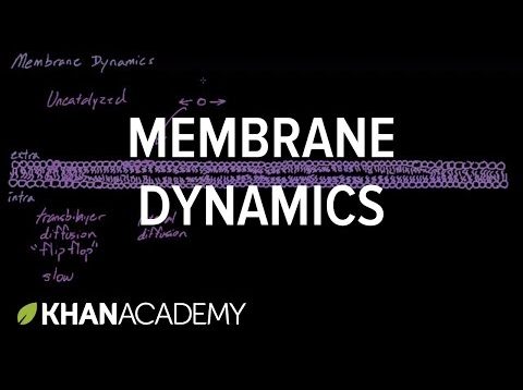 Membrane dynamics | Cells | MCAT | Khan Academy