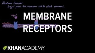 Membrane Receptors | Nervous system physiology | NCLEX-RN | Khan Academy