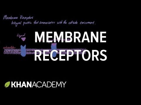 Membrane Receptors | Nervous system physiology | NCLEX-RN | Khan Academy