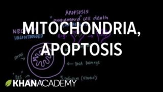Mitochondria, Apoptosis, and Oxidative Stress