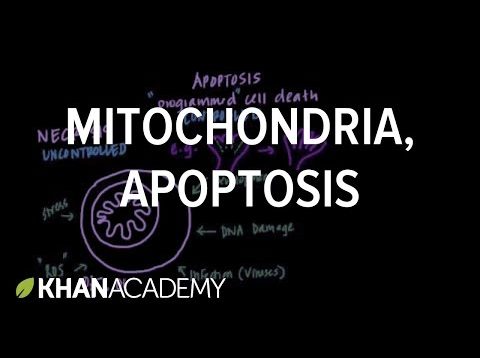 Mitochondria, Apoptosis, and Oxidative Stress