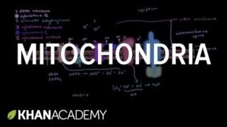 Mitochondria | Cells | MCAT | Khan Academy