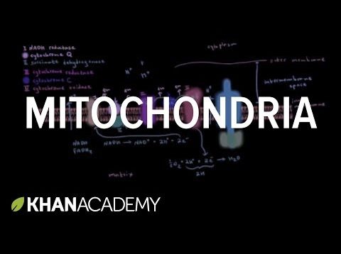 Mitochondria | Cells | MCAT | Khan Academy