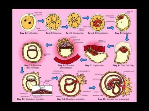 Multiple Gestation (Twins) – CRASH! Medical Review Series