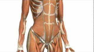 Muscles of the Anterior Abdominal Wall – 3D Anatomy Tutorial