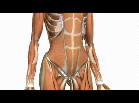 Muscles of the Anterior Abdominal Wall – 3D Anatomy Tutorial