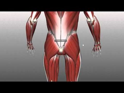 Muscles of the Gluteal Region – Part 1 – Anatomy Tutorial