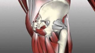 Muscles of the Gluteal Region – Part 2 – Anatomy Tutorial
