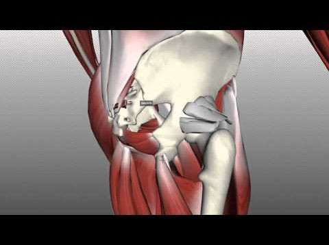 Muscles of the Gluteal Region – Part 2 – Anatomy Tutorial