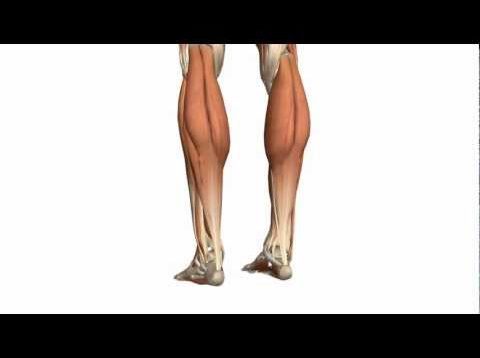 Muscles of the Leg – Part 1 – Posterior Compartment – Anatomy Tutorial