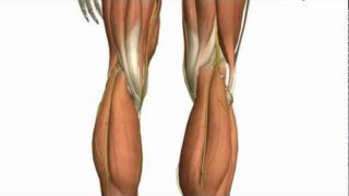 Muscles of the Leg – Part 2 – Anterior and Lateral Compartments – Anatomy Tutorial