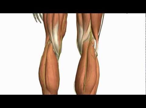 Muscles of the Leg – Part 2 – Anterior and Lateral Compartments – Anatomy Tutorial