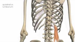 Muscles of the Posterior Abdominal Wall – 3D Anatomy Tutorial