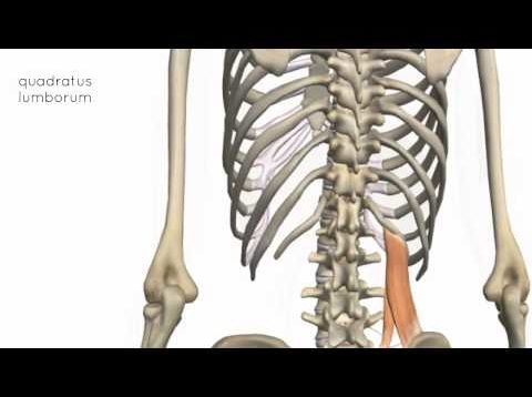 Muscles of the Posterior Abdominal Wall – 3D Anatomy Tutorial