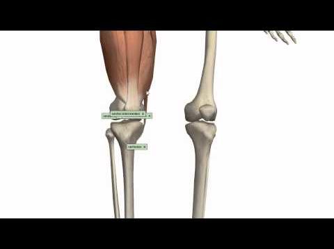 Muscles of the Thigh Part 1 – Anterior Compartment – Anatomy Tutorial