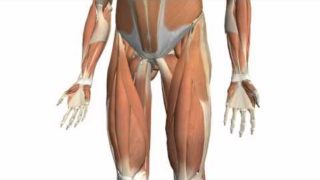 Muscles of the Thigh Part 2 – Medial Compartment – Anatomy Tutorial