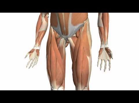 Muscles of the Thigh Part 2 – Medial Compartment – Anatomy Tutorial