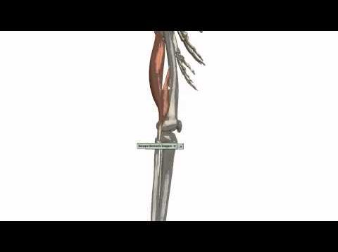 Muscles of the Thigh Part 3 – Posterior Compartment – Anatomy Tutorial