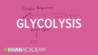Overview of glycolysis | Cellular respiration | Biology | Khan Academy