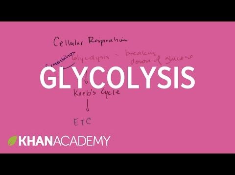 Overview of glycolysis | Cellular respiration | Biology | Khan Academy